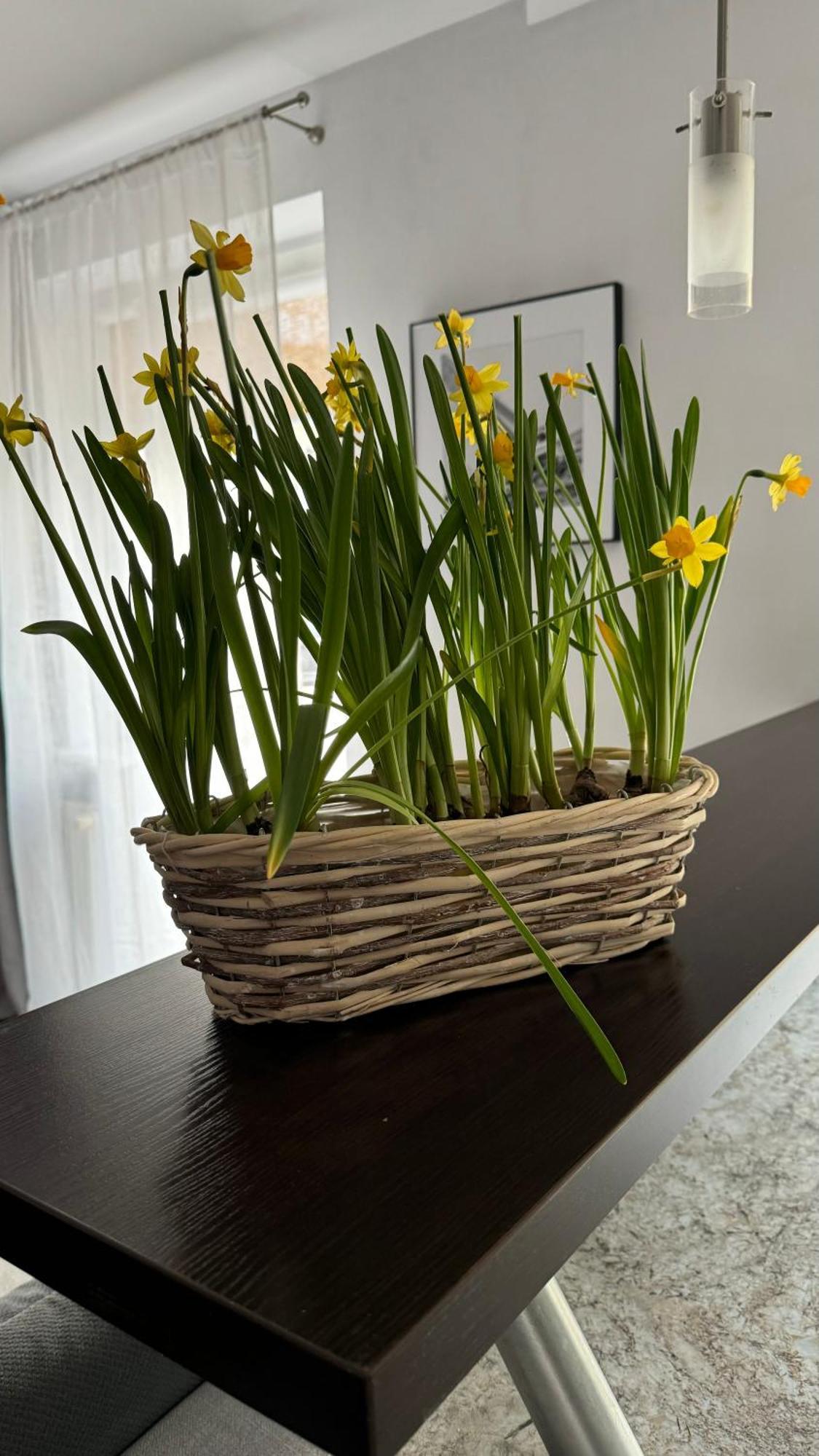 קולובז'ג Apartament Rodzinny מראה חיצוני תמונה